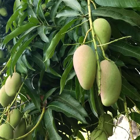 mango ataulfo - carlota de mango